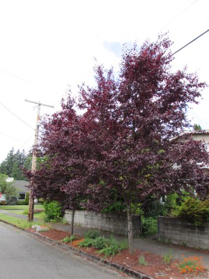 A Tree to Try — Not a Purpleleaf Plum (plenty of other pleasing purple plant picks)